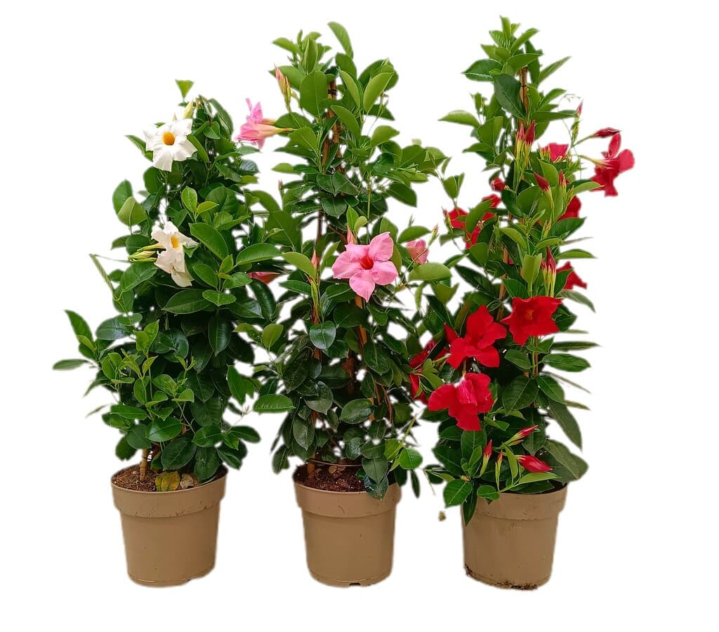 Dipladenia Piramide M23 70-80cm_0