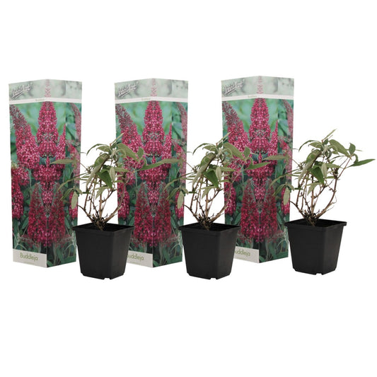 Arbusto De Las Mariposas - 3 Pzs - Buddleja 'pink' - Altura 25-40cm - ⌀9cm_0