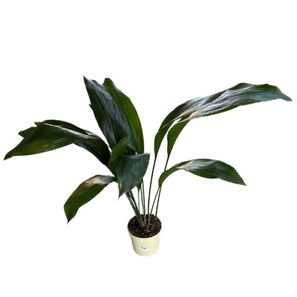 Aspidistra Elatior O Planta Oreja De Burro