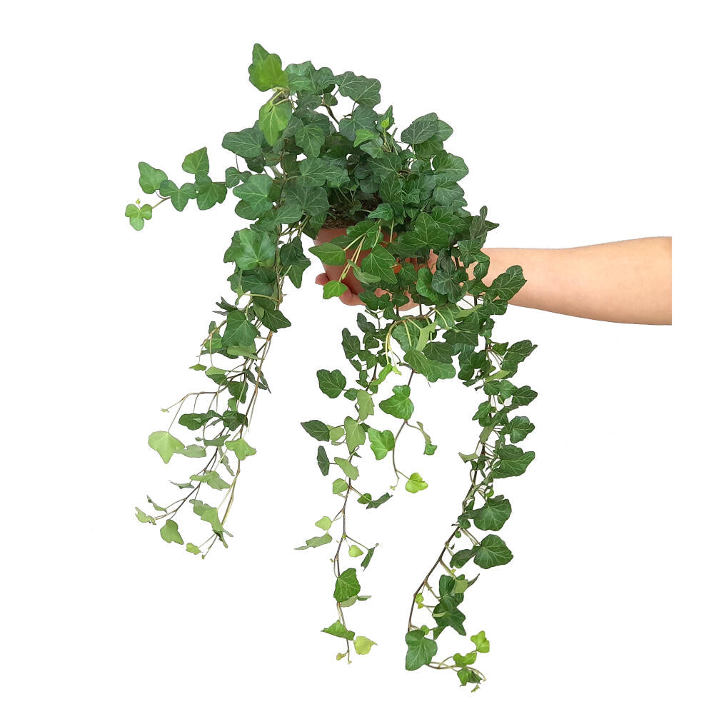 Hedera Helix Wonder M13 40cm De Caida