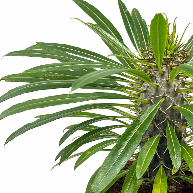 Pachypodium Lamerei Cactus Y Suculentas