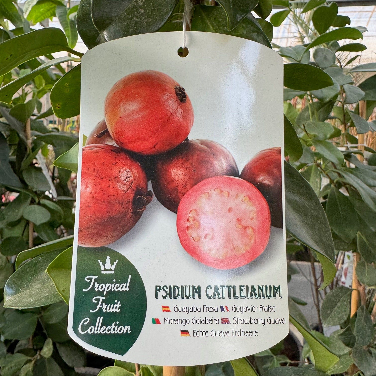 Guayaba Fresa - Árbol Frutal Tropical - Maceta Tubo - Altura Total Aprox. 1m._0