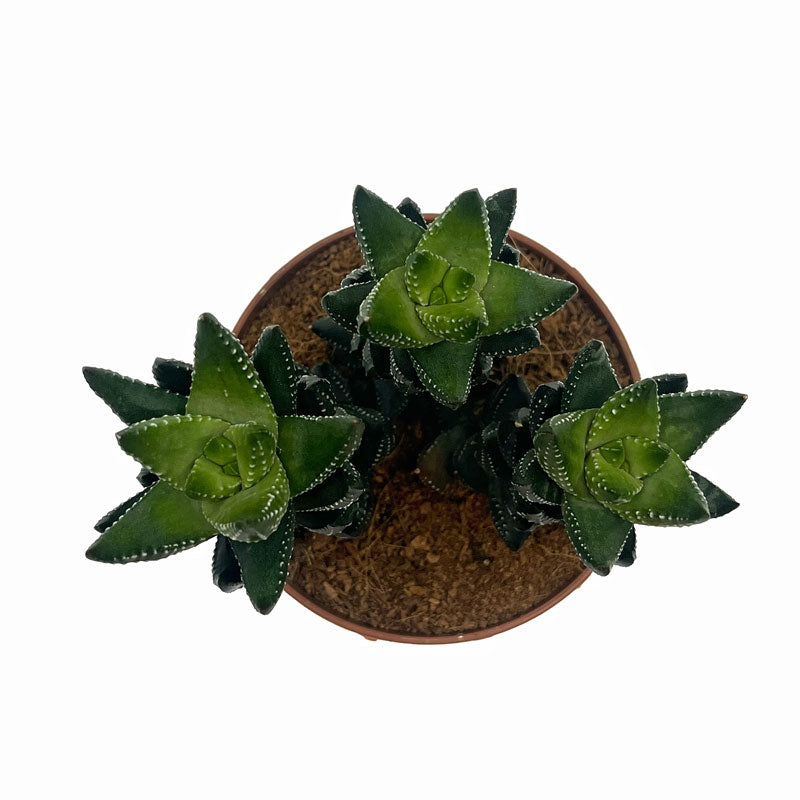Haworthia Reinwardtii Cactus Y Suculentas M8,5 Ø