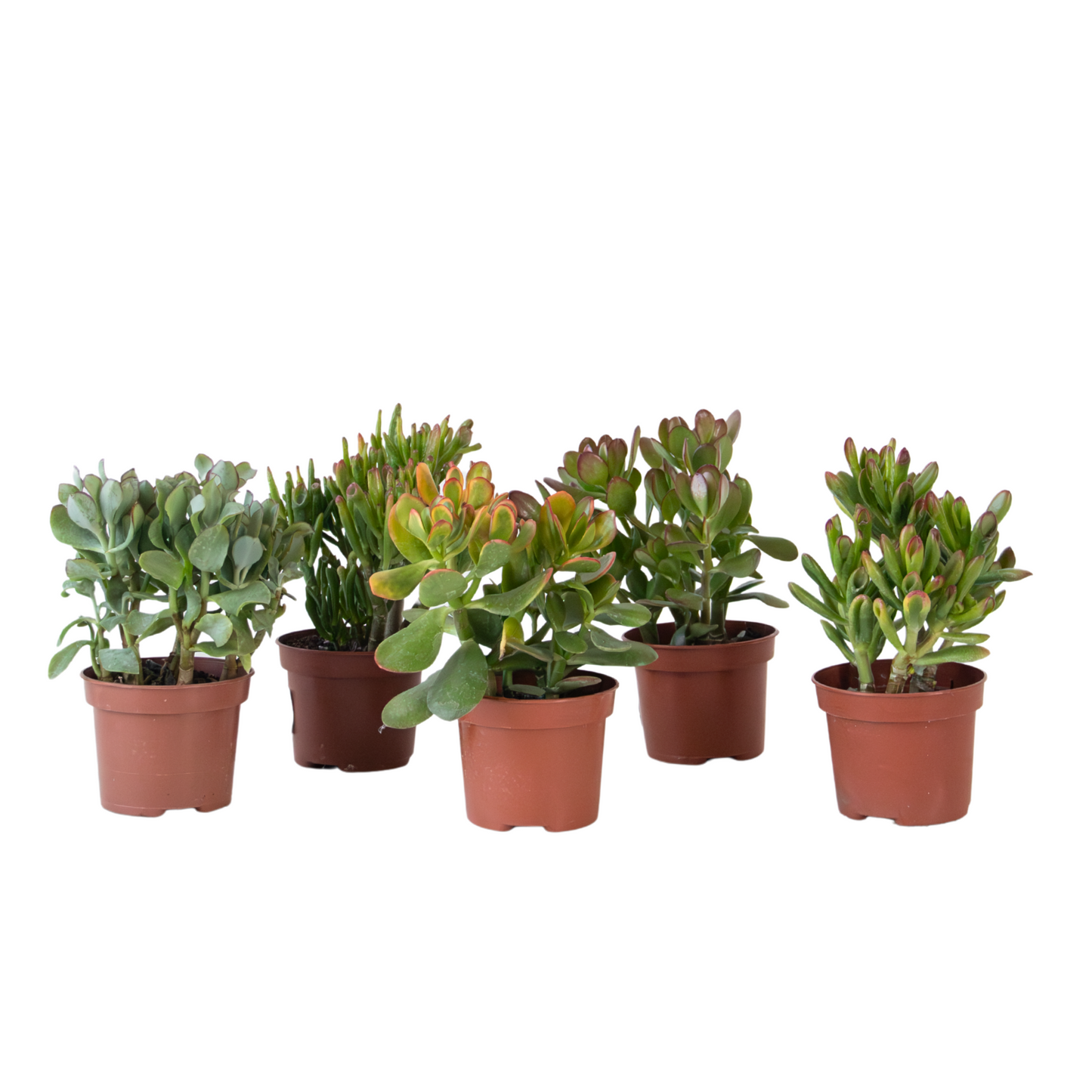 Árbol Del Dinero - Mix 5 Crassula Ovata - Alt. 10-25 Cm - Maceta 12 Cm