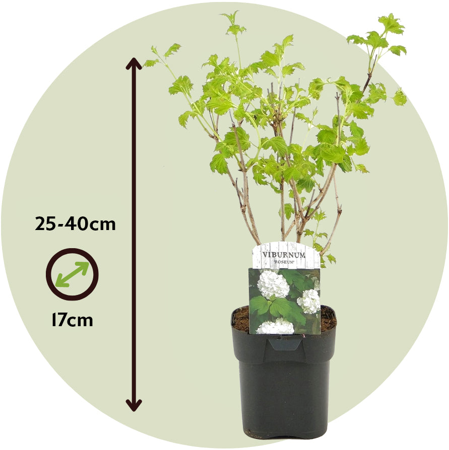 Planta De Bola De Nieve - 4 Pzs - Viburnum 'roseum' - Altura 25-40cm - ⌀17cm_2