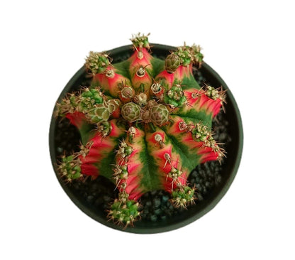 Gymnocalycium Variegata M10 (unidad)_1