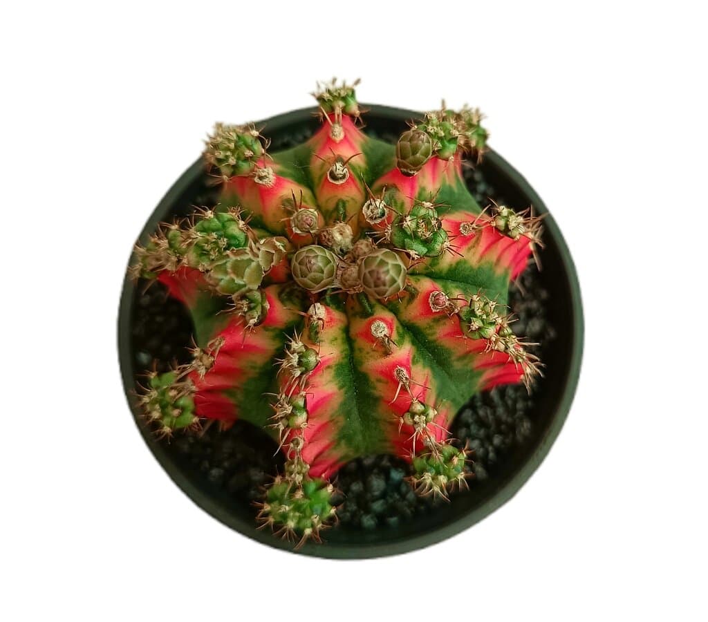 Gymnocalycium Variegata M10 (unidad)