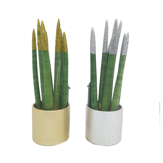Sansevieria Cilindrica Oro Y Plata M8_0