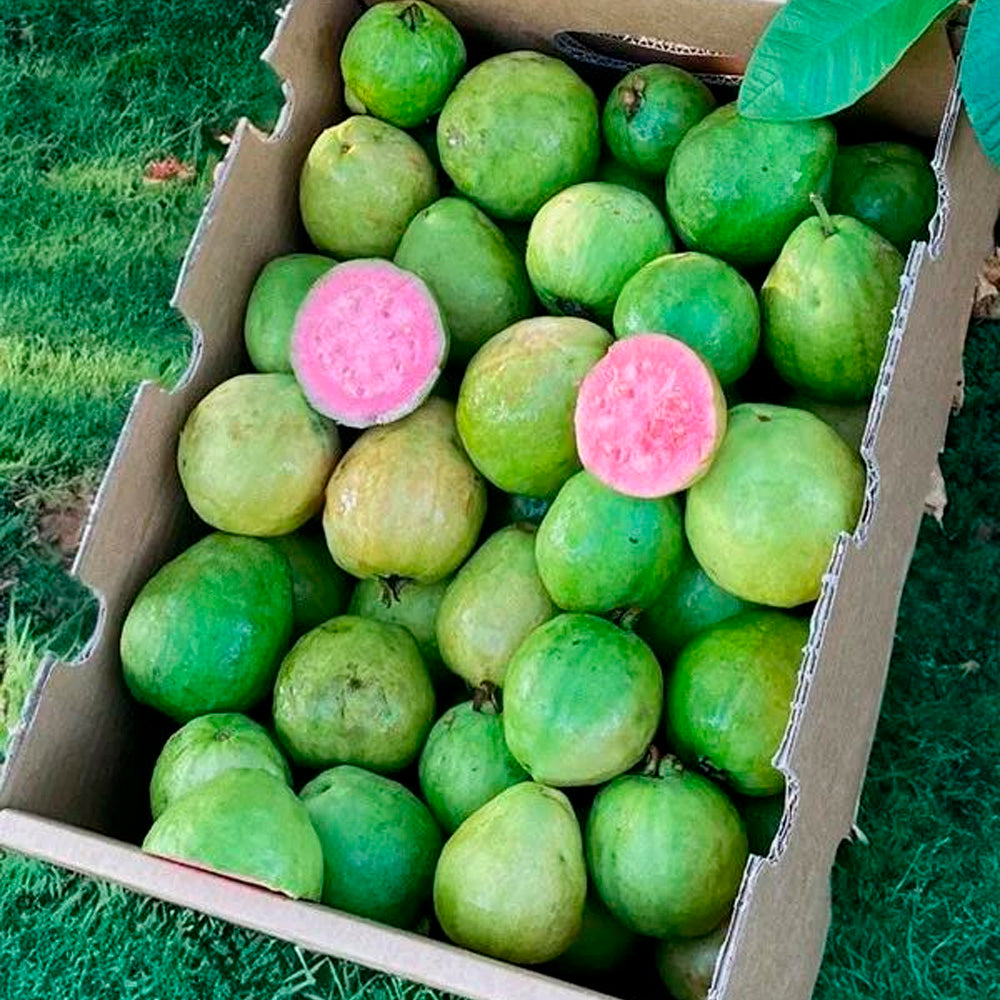 Caja De Guayabas Directas Del Agricultor | Tropitop Caja de 4kg_2