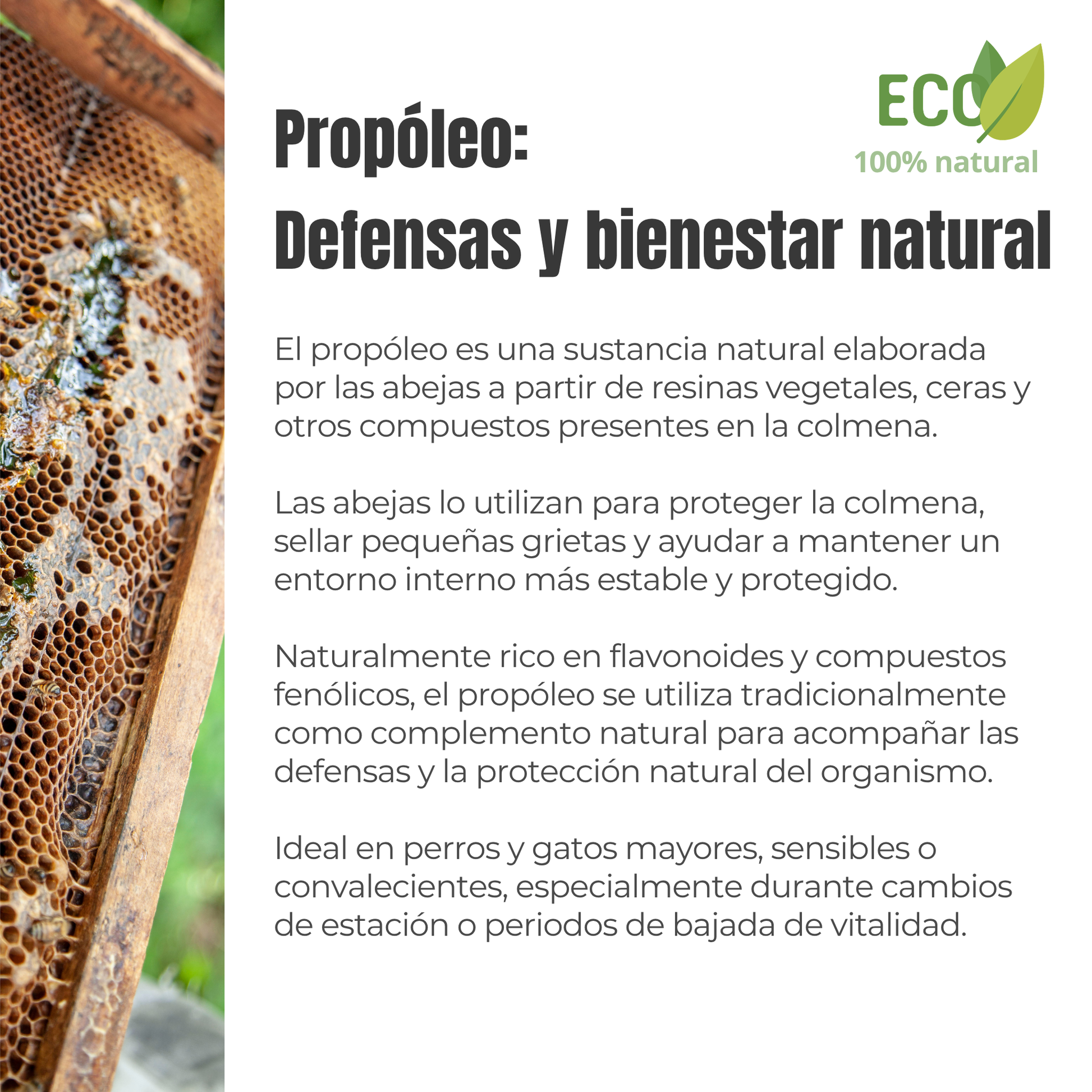 Suplemento natural para las defensas de perros y gatos – Propóleo ECO 100 g_2