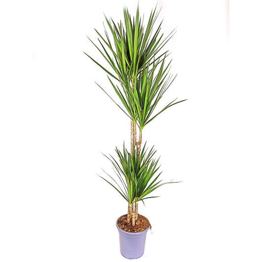 Dracena Marginata 4 Troncos 90-60-30-15 M22 120cm_0