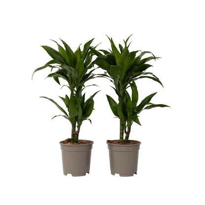 Drácena - 2 Pzs - Dracaena Deremensis 'janet Craig' - Altura 60-70cm - ⌀17cm_0