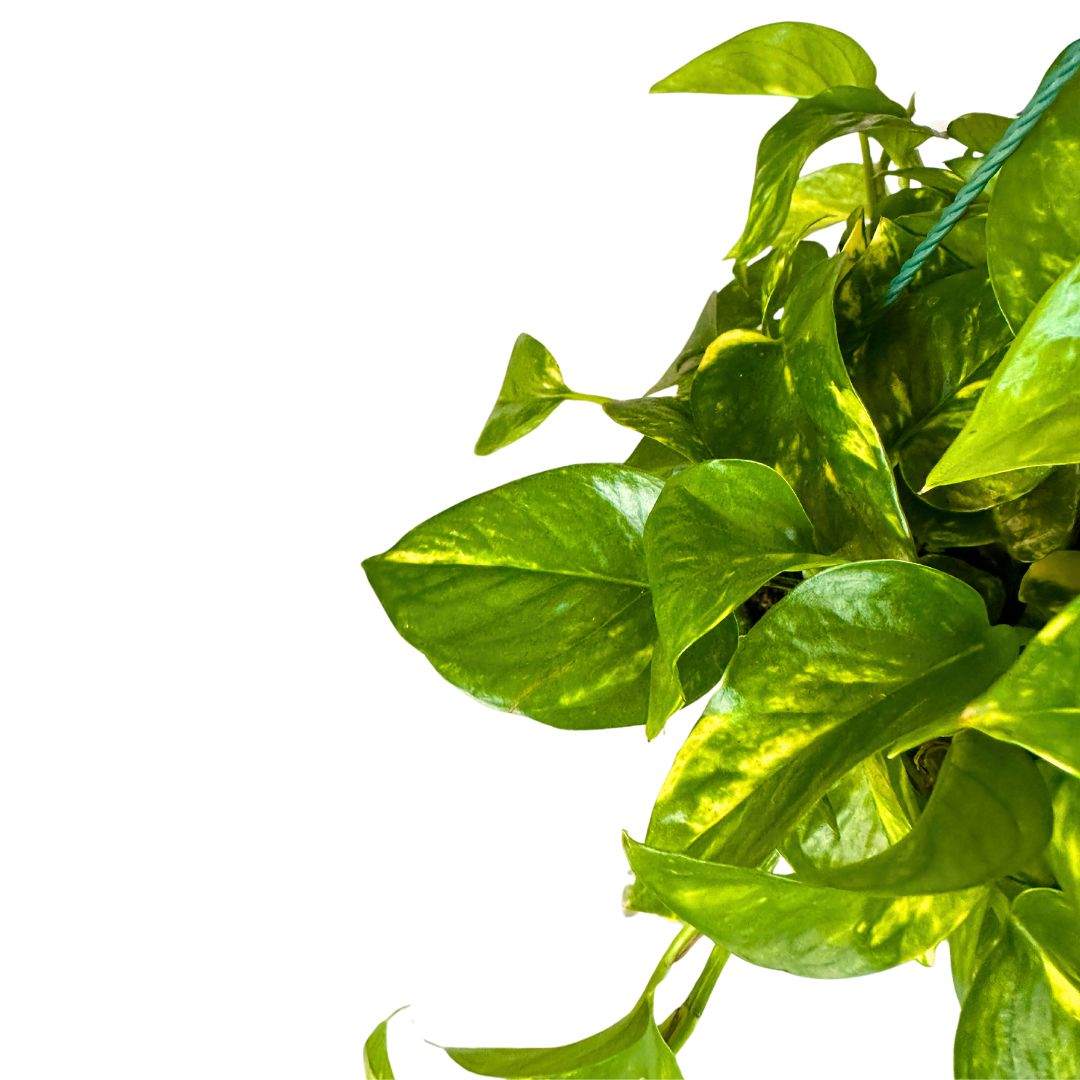 Pothos Colgante Planta De Interior Muy Resistente (epipremnum Aureum)