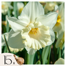 Bulbos De Narcisos - 15 Pzs - Narcissus 'mount Hood' - Bulbos De Flores