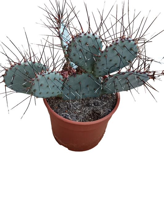 Opuntia Macrocentra Espinas Negras Planta De Sol Ø20 Cactus Unico_0