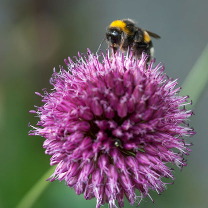 Ajo De Cigüeña - 100 Pzs - Allium 'sphaerocephalon' - Bulbos De Flores