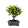 Bonsái Sageretia - Ciruelo Chino - 5 Años