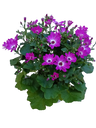 Cineraria Senetti Planta Natural Ø17 Flor Fucsia
