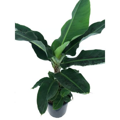 Platanera Canaria M24 100cm (musa Dwarf Cavendish)_1