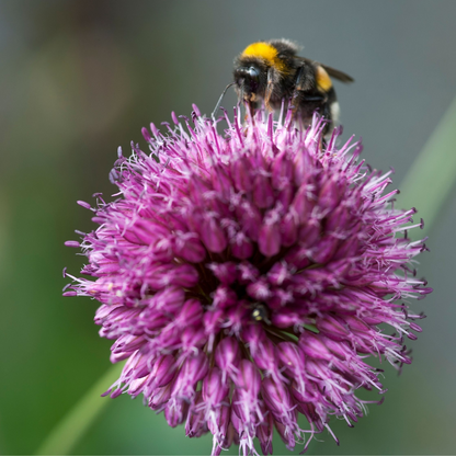 Ajo De Cigüeña - 200 Pzs - Allium 'sphaerocephalon' - Bulbos De Flores