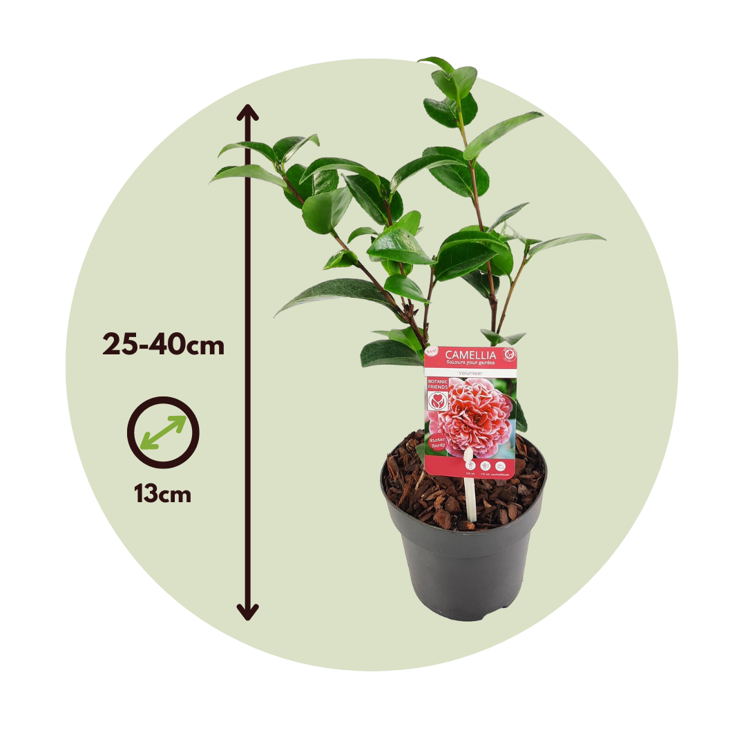Planta De Té - 2 Pzs - Camellia 'volunteer' - Altura 25-40cm - ⌀13cm_2