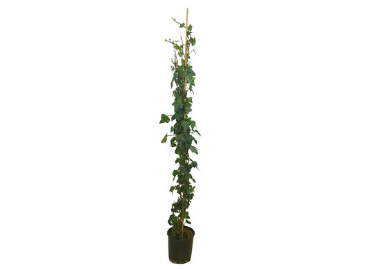 Hedera Helix M22 180cm_0