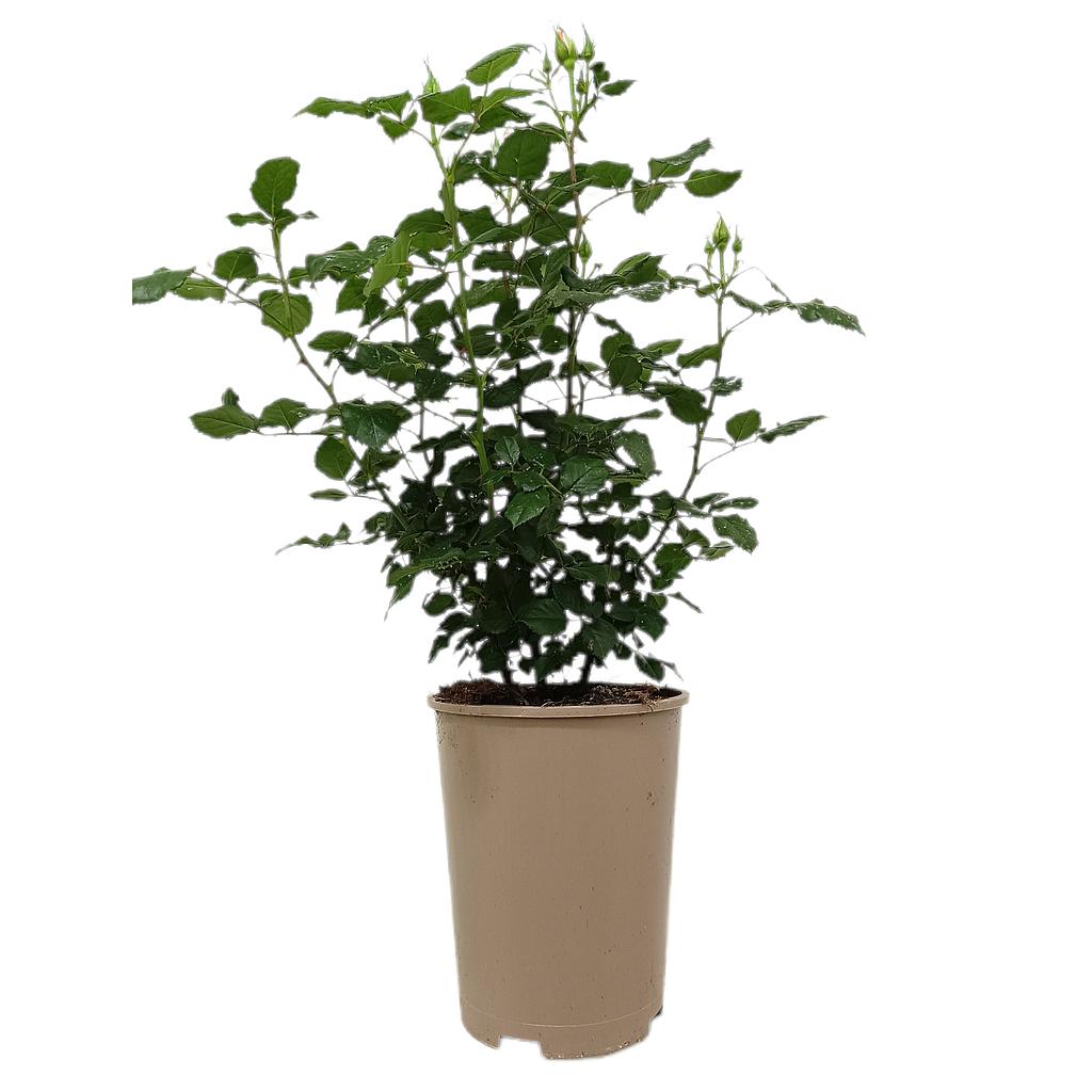 Rosal Perfumado Kabana Paramount M20_0