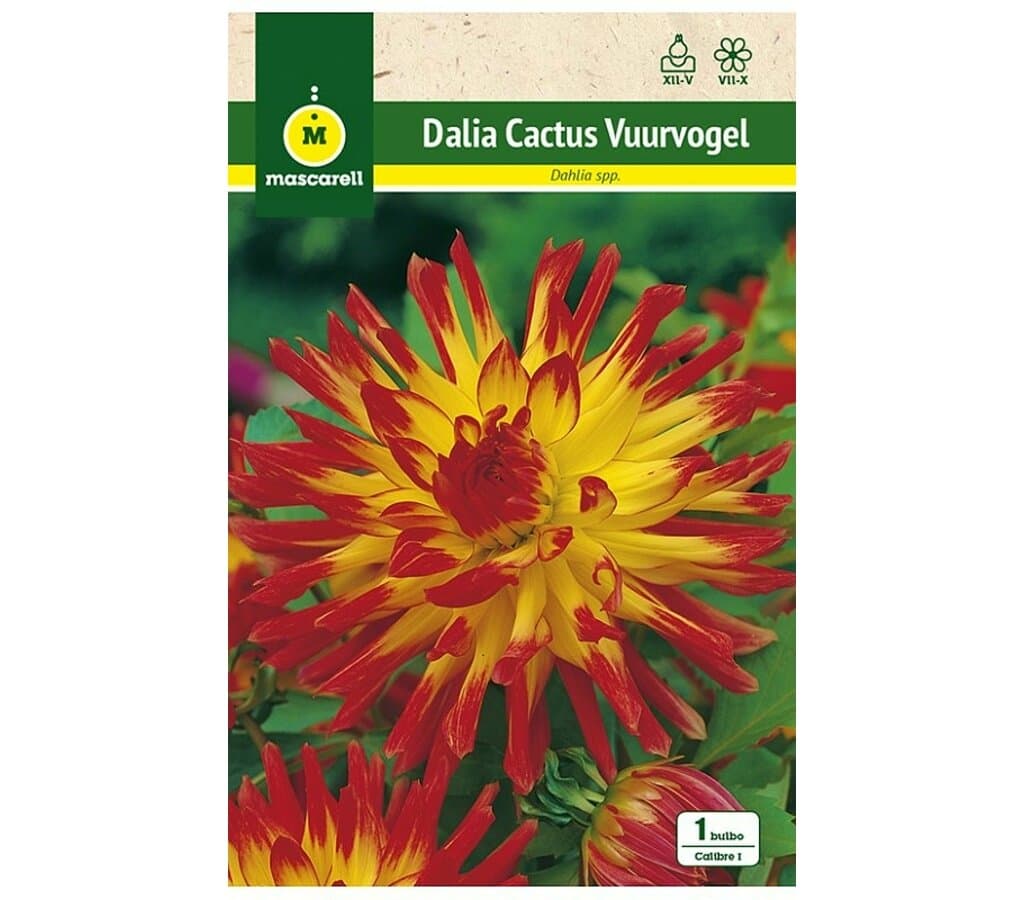 Bulbo Dalia Cactus Wuurvogel