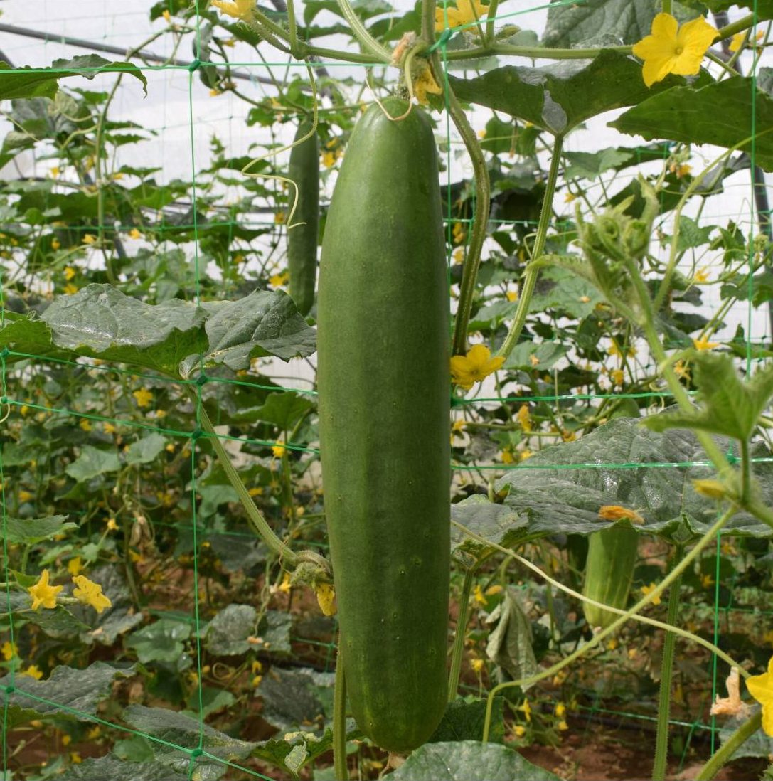 Semillas Pepino Tanja Ecológicas_0