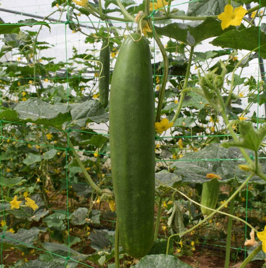 Semillas Pepino Tanja Ecológicas_0