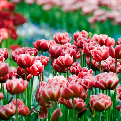 Bulbos De Tulipán - 15 Pzs - Tulipa 'drumline' - Bulbos De Flores - Rosa