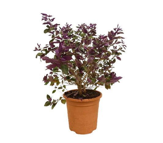 Vitex Rotundifolia M24 80cm_0