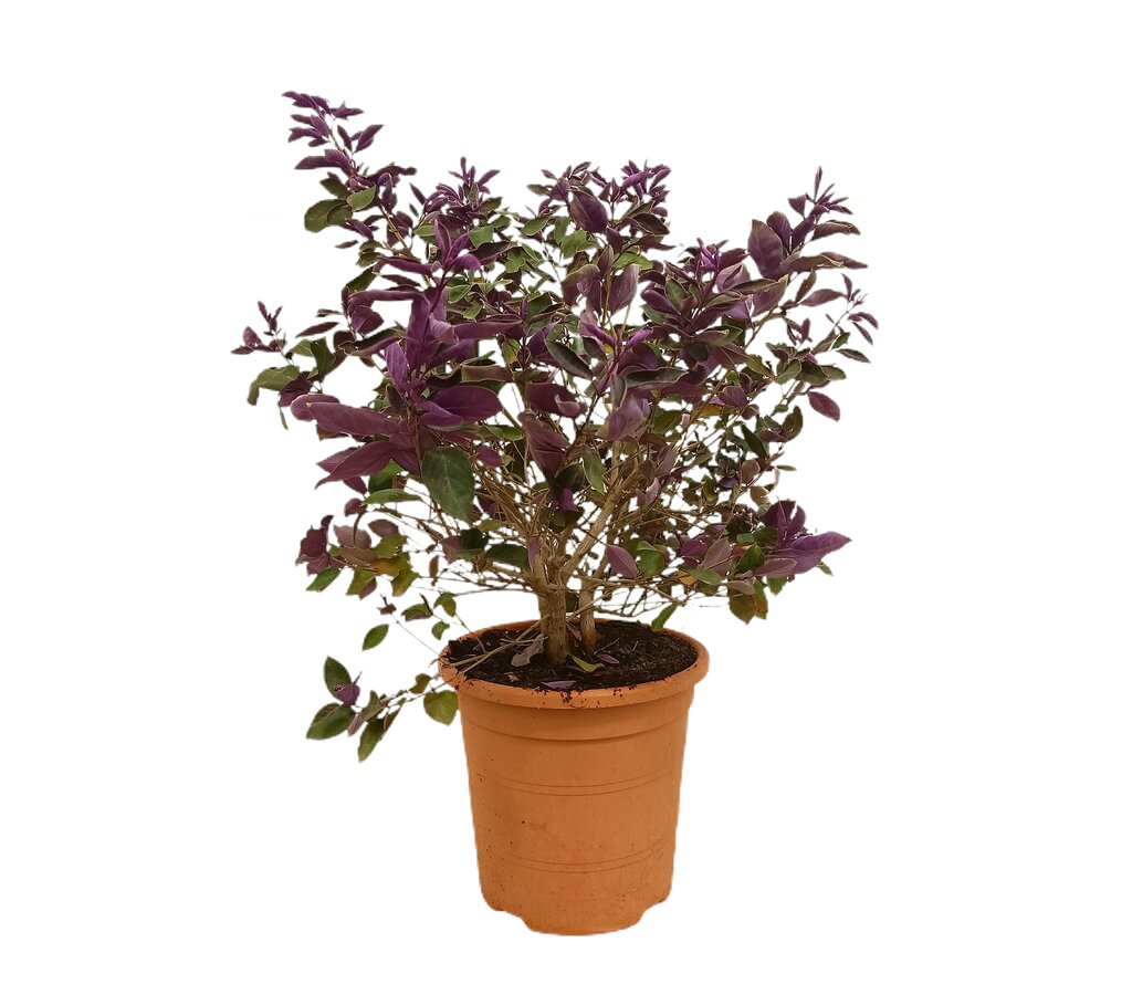 Vitex Rotundifolia M24 80cm