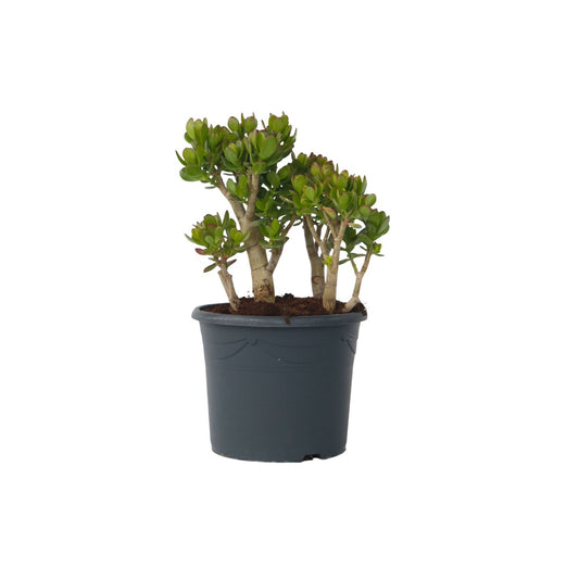 Árbol De Jade - Crassula Ovata 'minor' - Altura 60-65cm - ⌀30cm_0