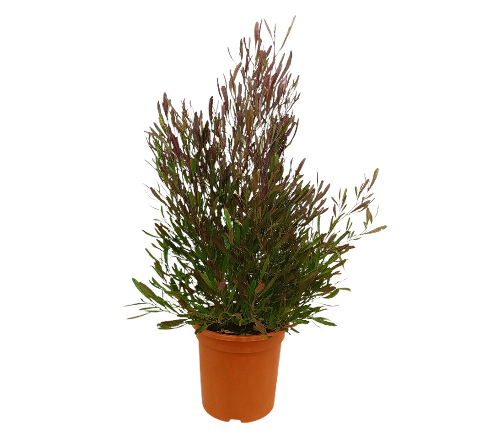 Dodonea Viscosa Purpurea M24 100cm_0