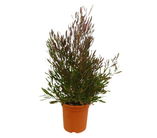 Dodonea Viscosa Purpurea M24 100cm