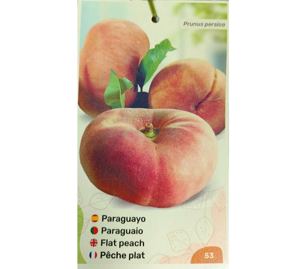 Melocotonero Paraguayo M25 120-150cm_1