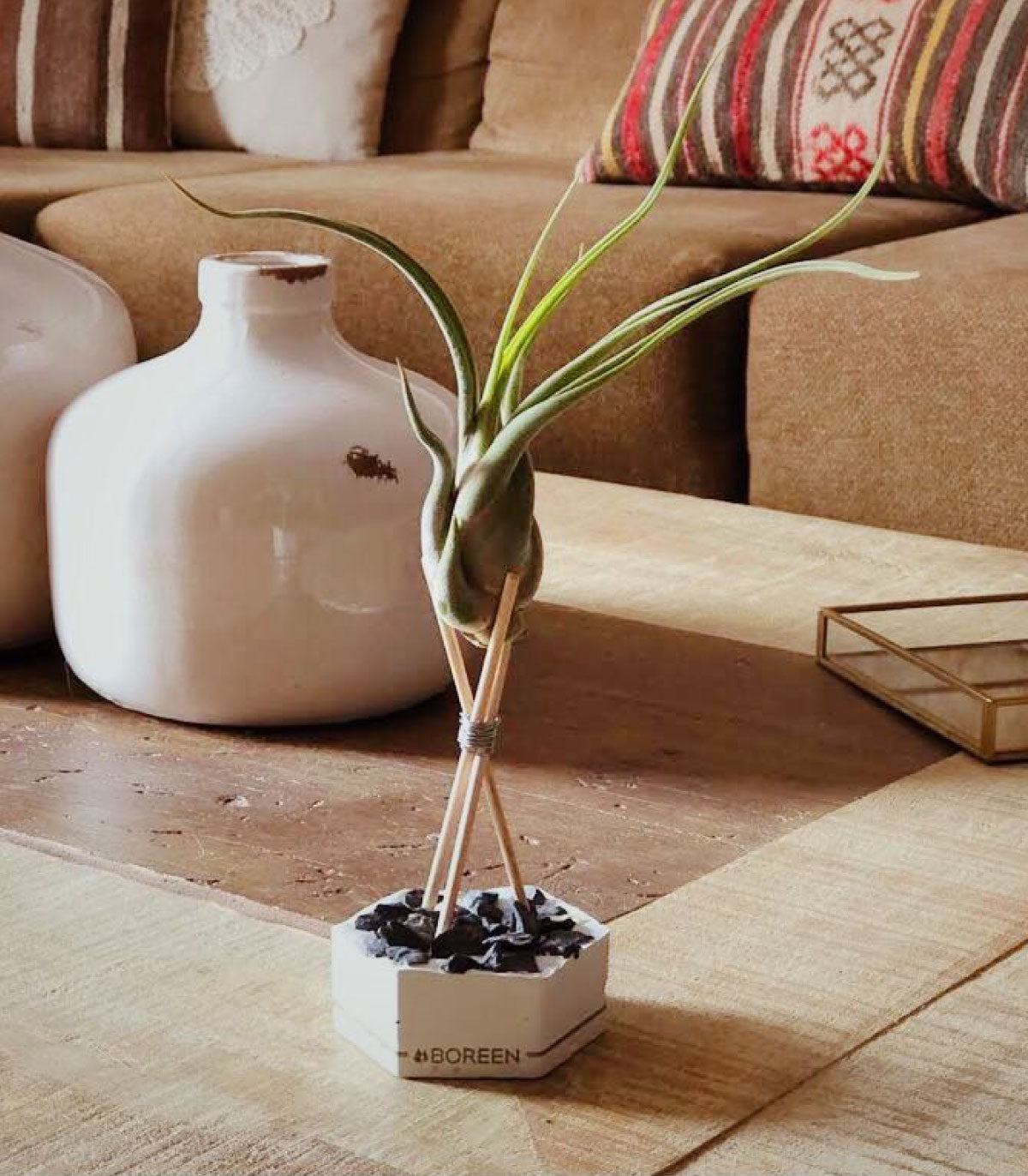 Planta De Aire Tillandsia Caput Medusae Con Hexágono De Cemento, Piedras Negras Y Varillas De Madera_1
