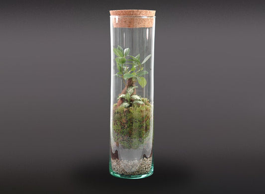 Nanogarden Terrario Tube Ginfit 30x8_0