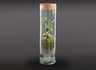 Nanogarden Terrario Tube Ginfit 30x8