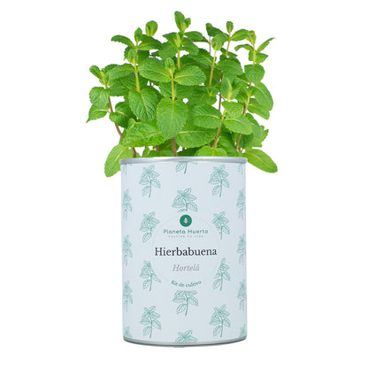 Kit de cultivo aromáticas Hierbabuena Planeta Huerto