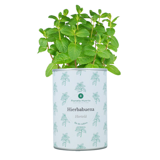 Kit de cultivo aromáticas Hierbabuena Planeta Huerto