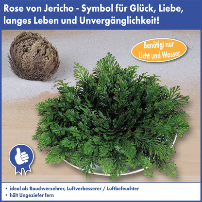 Rose Of Jericho_2