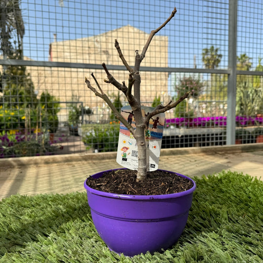 Prebonsai Higuera