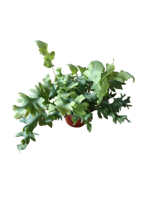 Helecho Azul Plebodium Aureum Planta De Interior Ø8 Cm