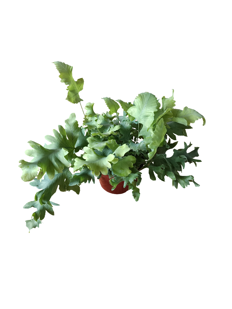 Helecho Azul Plebodium Aureum Planta De Interior Ø8 Cm_0