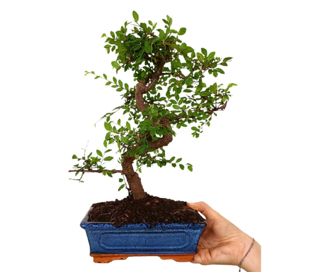 Bonsái Zelkova Parvifolia 8 Años (olmo Japonés)