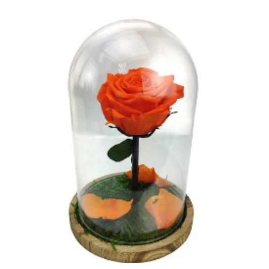 Mundo Eterno Rosa En Cúpula Naranja 12x20cm_0