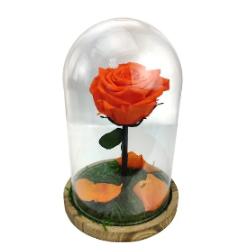 Mundo Eterno Rosa En Cúpula Naranja 12x20cm_0