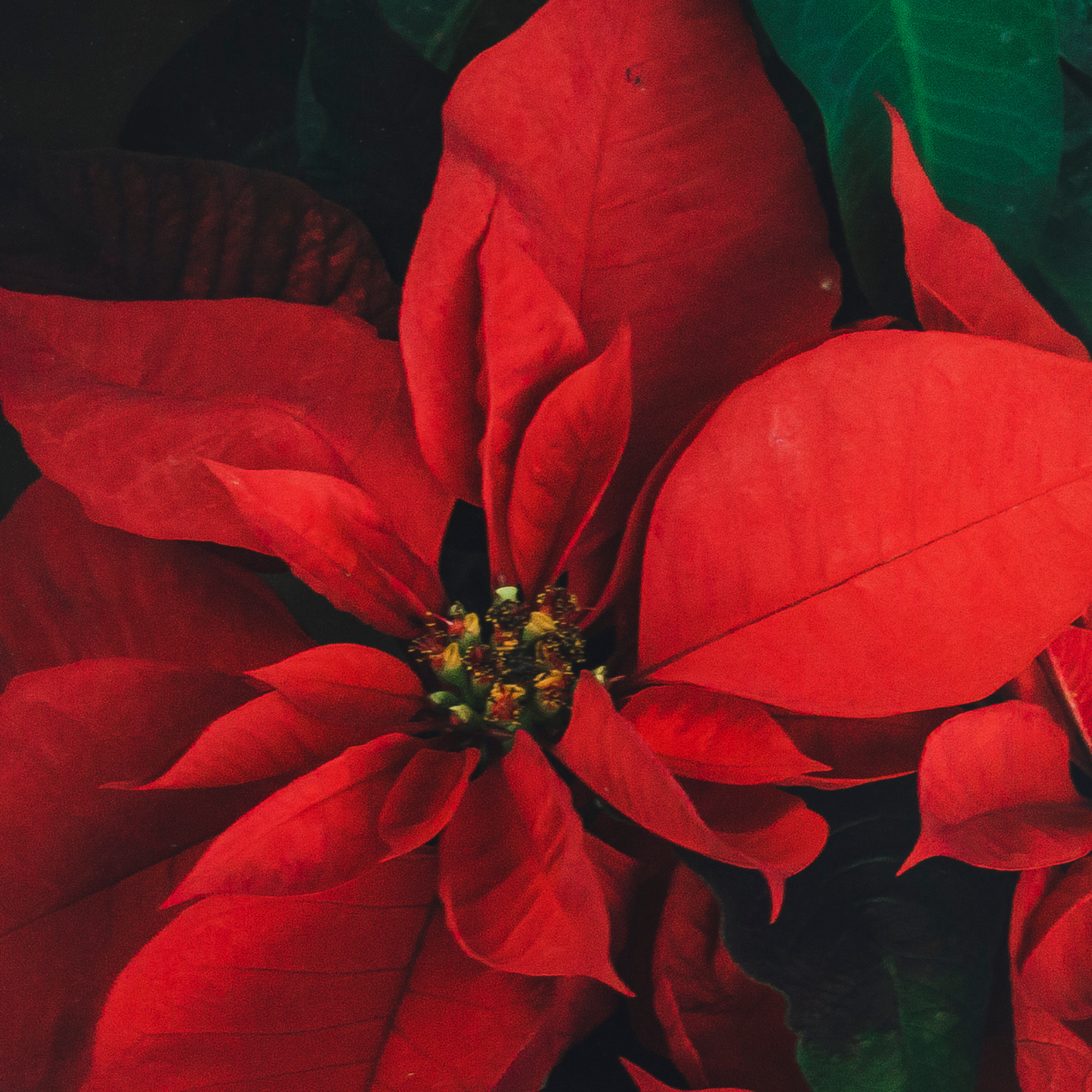 Planta De Navidad Poinsettia - 10 Pzs - Euphorbia - Altura 5-10cm - ⌀7cm_3